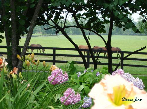 farm flowerb