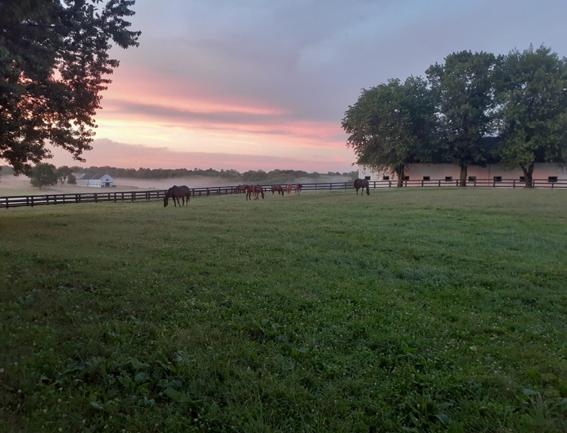 Mineola farm photo1